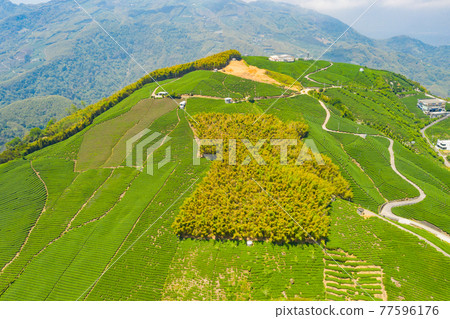 Taiwan Nantou Zhushan Bagua Tea GardenTaiwan Nantou Zhushan Bagua Tea Garden 77596176