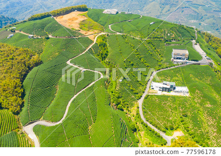 Taiwan Nantou Zhushan Bagua Tea GardenTaiwan Nantou Zhushan Bagua Tea Garden 77596178