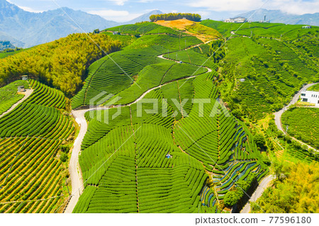 Taiwan Nantou Zhushan Bagua Tea GardenTaiwan Nantou Zhushan Bagua Tea Garden Taiwan Nantou Zhushan Bagua Tea GardenTaiwan Nantou Zhushan Bagua Tea Garden 77596180