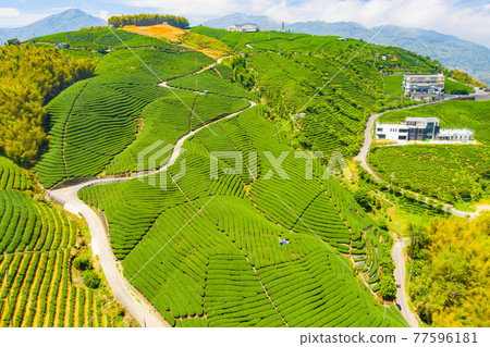 Taiwan Nantou Zhushan Bagua Tea GardenTaiwan Nantou Zhushan Bagua Tea Garden 77596181