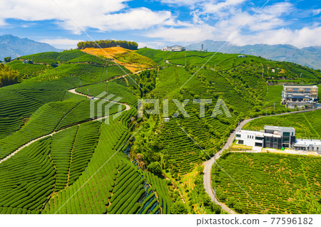 Taiwan Nantou Zhushan Bagua Tea GardenTaiwan Nantou Zhushan Bagua Tea Garden 77596182