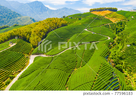 Taiwan Nantou Zhushan Bagua Tea GardenTaiwan Nantou Zhushan Bagua Tea Garden 77596183