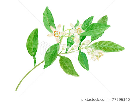 Citrus natsudaidai 夏橙花 77596340