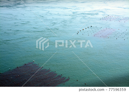 鳴門海峽豐富的海鮮漁場 鳴門海峽豐富的海鮮漁場 77596359