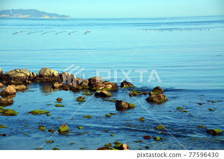鳴門海峽豐富的海鮮漁場 77596430
