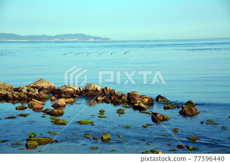 Rich seafood fishing grounds in the Naruto Strait 77596440