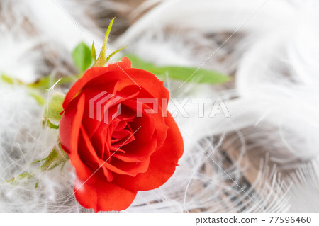 Red rose feathers Red rose feathers 77596460
