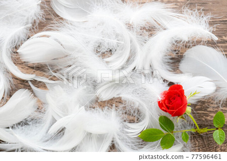 Red rose feathers Red rose feathers 77596461