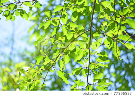 Fresh green Fresh green 77596552
