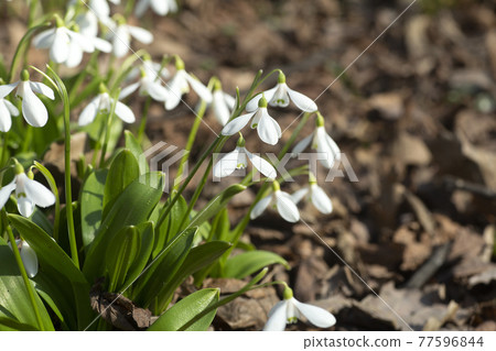 Snowdrops flowers. The first spring flowers of snowdrops growing in the spring forest. Nature, ecology and new vegetation concept Snowdrops flowers. The first spring flowers of snowdrops growing in the spring forest. Nature, ecology and new vegetation concept 77596844