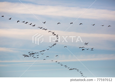 Flock of cranes flying 77597012