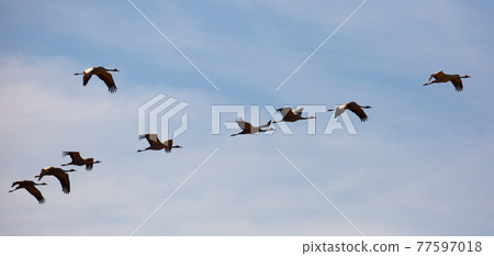 Flock of cranes flying in sky Flock of cranes flying in sky 77597018