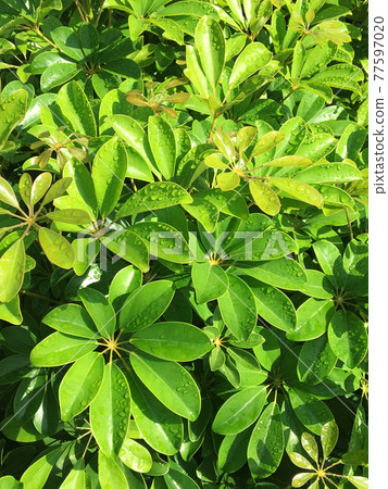 Leaves shining in the rain soup Leaves shining in the rain soup 77597020