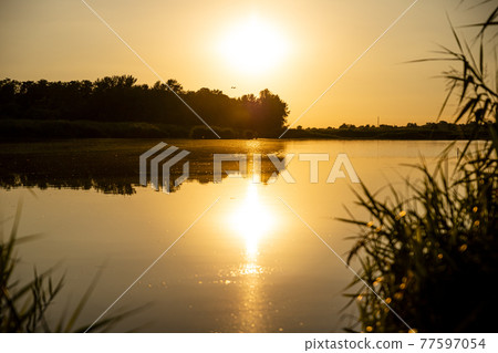 Scenic view of Sunset above the lake. Evening with cloudy sky background and reed grass at foreground. Landscape photo 77597054