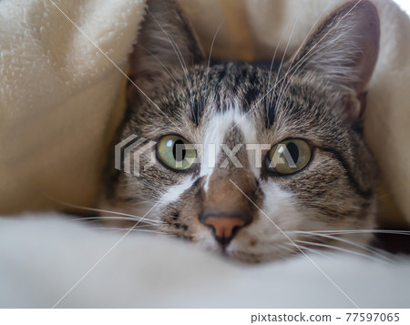 A cat that comes out of the bed A cat that comes out of the bed 77597065