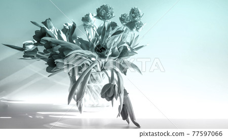 Beautiful spring tulips flowers Beautiful spring tulips flowers 77597066