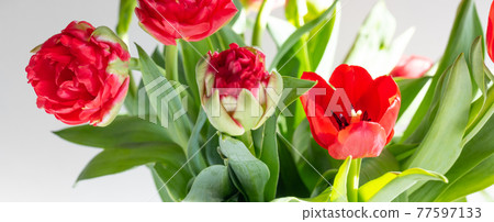 Beautiful spring tulips flowers 77597133