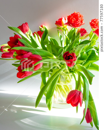 Beautiful spring tulips flowers 77597180