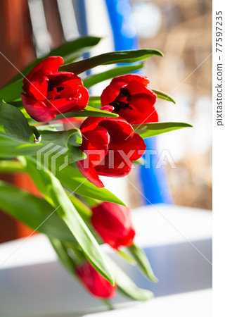 Beautiful spring tulips flowers Beautiful spring tulips flowers 77597235