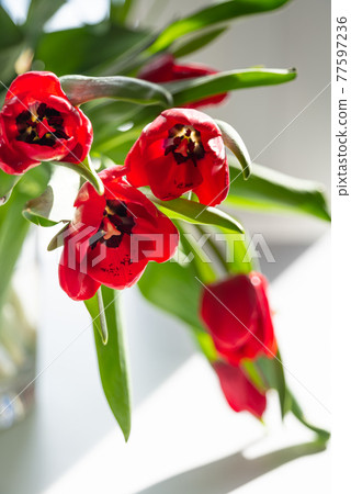 Beautiful spring tulips flowers Beautiful spring tulips flowers 77597236
