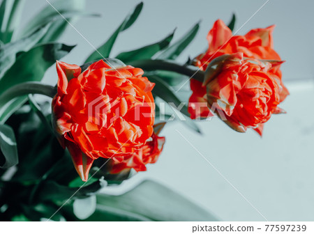 Beautiful red spring tulips flowers with green leaf Beautiful red spring tulips flowers with green leaf 77597239