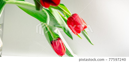 Beautiful red spring tulips flowers in grey background Beautiful red spring tulips flowers in grey background 77597240