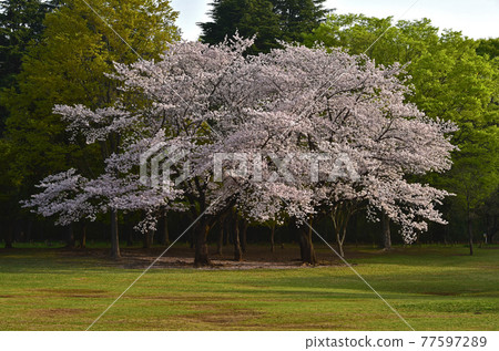 early morning cherry blossoms early morning cherry blossoms 77597289