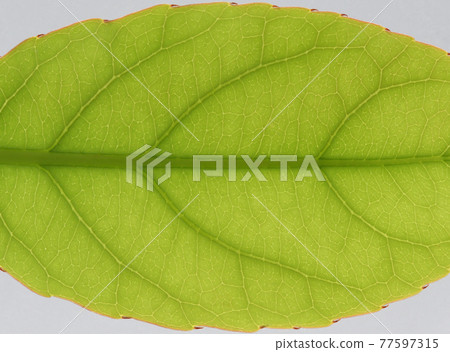 Leaves and veins of trees and Kobanmochi (Oval) 77597315