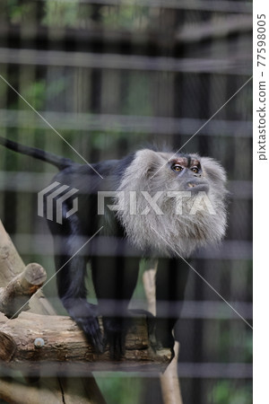 Zoorasia animals Zoorasia animals 77598005