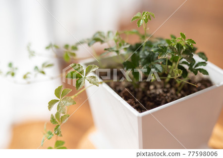 室內植物糖Bine 77598006