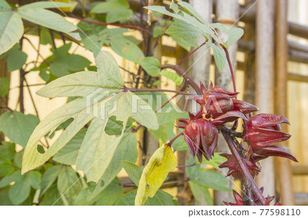 Red roselle for health drink natural herbs , Roselle fruits plant on tree in the garden with green leaf. Red roselle for health drink natural herbs , Roselle fruits plant on tree in the garden with green leaf. 77598110