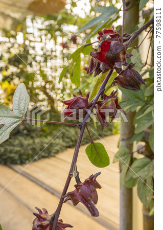Red roselle for health drink natural herbs , Roselle fruits plant on tree in the garden with green leaf. Red roselle for health drink natural herbs , Roselle fruits plant on tree in the garden with green leaf. 77598111