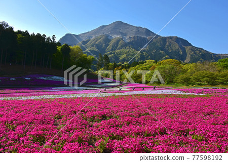 Saitama Prefecture Chichibu City Hitsujiyama Park Moss Phlox Saitama Prefecture Chichibu City Hitsujiyama Park Moss Phlox 77598192