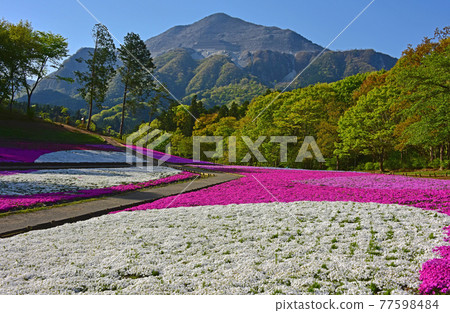 Saitama Prefecture Chichibu City Hitsujiyama Park Moss Phlox 77598484
