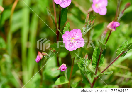 Red-and-white Yu Red-and-white Yu 77598485