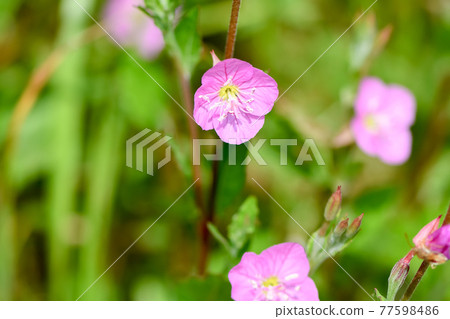 Red-and-white Yu 77598486