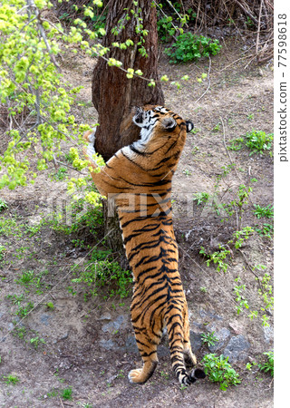Big Tiger walking around. Symbol of 2022 Chinese new year 77598618