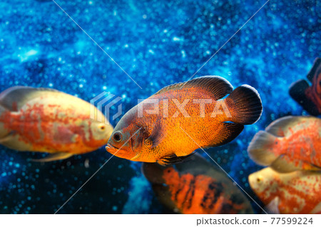 Several orange astronotus ocellatus peacock fish in blue sea depth. Exotic Inhabitants of aquarium. Sea peacock. 77599224