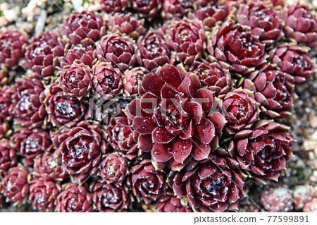 花 77599891