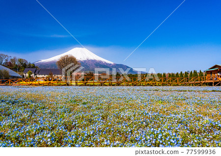 (Yamanashi Prefecture) From the city park with blooming nemophila flowers, Mt. Fuji 77599936