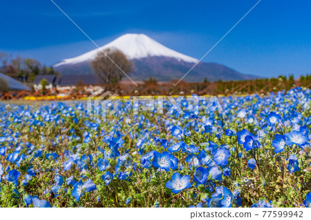(Yamanashi Prefecture) From the city park with blooming nemophila flowers, Mt. Fuji (Yamanashi Prefecture) From the city park with blooming nemophila flowers, Mt. Fuji 77599942