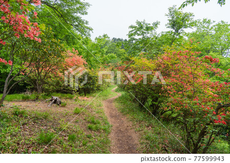 Kanhachishu天文台的Yamatsutsuji（Oku Musashi） 77599943