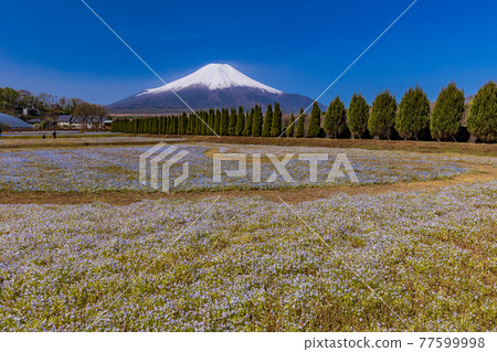 (Yamanashi Prefecture) From the city park with blooming nemophila flowers, Mt. Fuji 77599998