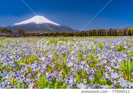 (Yamanashi Prefecture) From the city park with blooming nemophila flowers, Mt. Fuji (Yamanashi Prefecture) From the city park with blooming nemophila flowers, Mt. Fuji 77600012