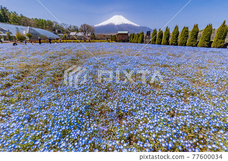 (Yamanashi Prefecture) From the city park with blooming nemophila flowers, Mt. Fuji (Yamanashi Prefecture) From the city park with blooming nemophila flowers, Mt. Fuji 77600034
