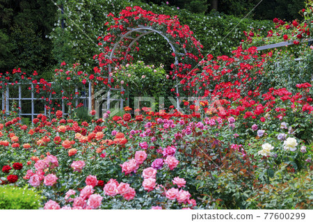 Ryosenji Temple Rose Garden in Full Bloom Rose Festa Ryosenji Temple Rose Garden in Full Bloom Rose Festa 77600299