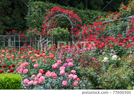 Ryosenji Temple Rose Garden in Full Bloom Rose Festa Ryosenji Temple Rose Garden in Full Bloom Rose Festa 77600300
