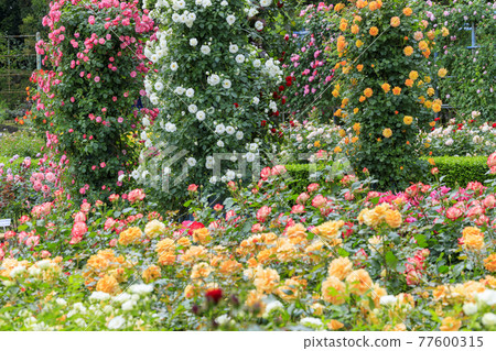 Ryosenji Temple Rose Garden in Full Bloom Rose Festa Ryosenji Temple Rose Garden in Full Bloom Rose Festa 77600315