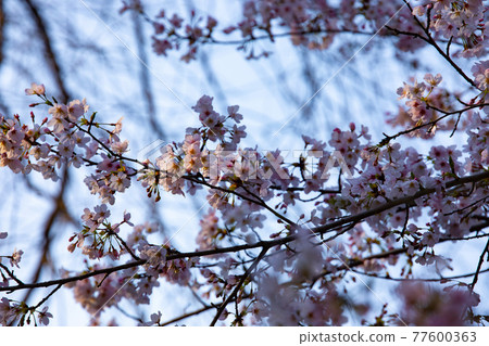 井之頭公園的陰涼櫻花盛開7分鐘[春天的圖片] 77600363