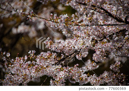 井之頭公園的陰涼櫻花盛開7分鐘[春天的圖片] 77600369